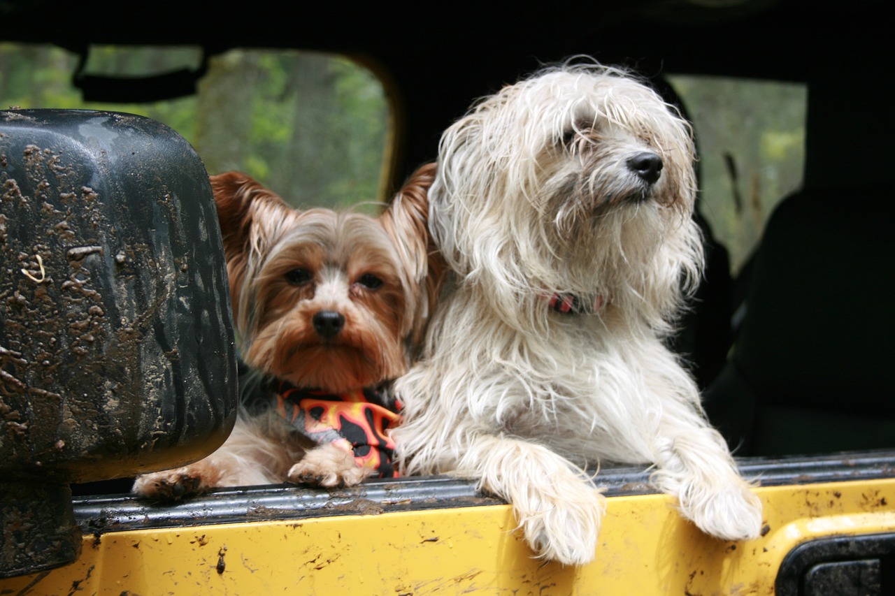 Cómo viajar con perros por Europa