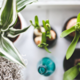 Cómo evitar las plantas tóxicas en un hogar con animales