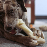 Beneficios de la masticación para perros